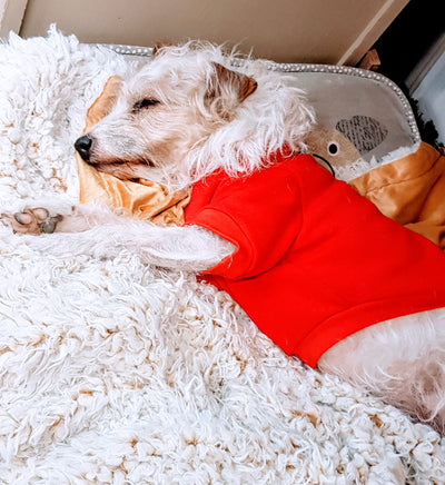 When your worked like a dog at Coastal .. pop on your fleece jumper and crawl under the workbench for a sleep zzzzzzz