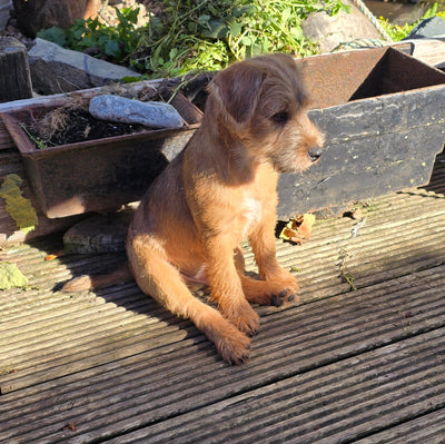 New Addition to the Coastal Crew meet Syd Floyd Barret