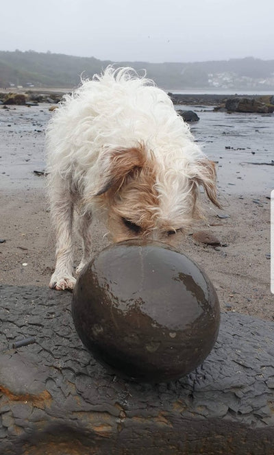 Mum I Have Found a Fossilised Ball its Hugh ...