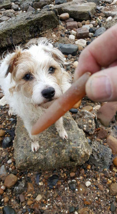 Flossy enjoying beachcombing... "is that a carrot dad?"