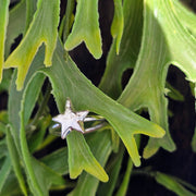 Shooting Star Ring