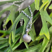 Cute Cockle Shell Necklace
