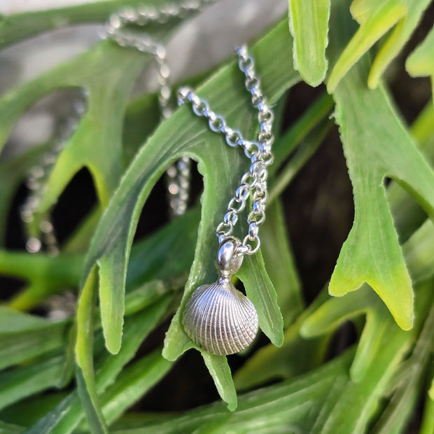 Cute Cockle Shell Necklace