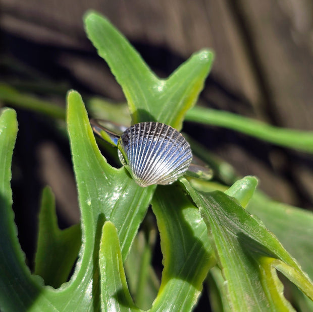 Cute Cockle Shell Ring